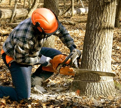 Tree Removal in Jane Lew, WV